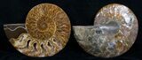 Split Ammonite Pair - Crystal Lined #5949-1